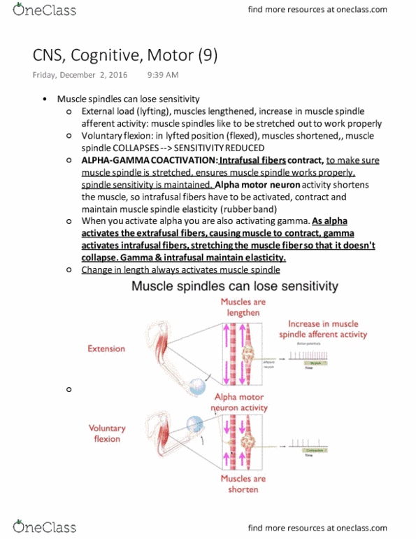 PHGY 209 Lecture Notes - Lecture 28: Golgi Tendon Organ, Nuclear Bag Fiber, Intrafusal Muscle Fiber thumbnail