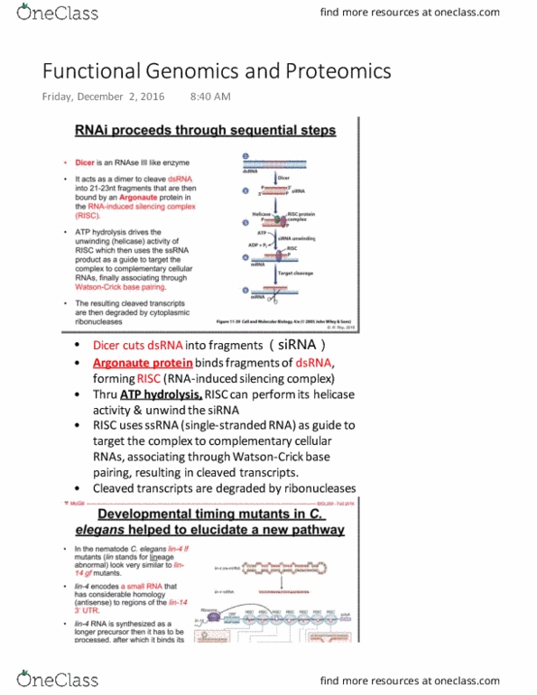 BIOL 200 Lecture Notes - Lecture 31: Functional Genomics, Microrna, Small Interfering Rna thumbnail