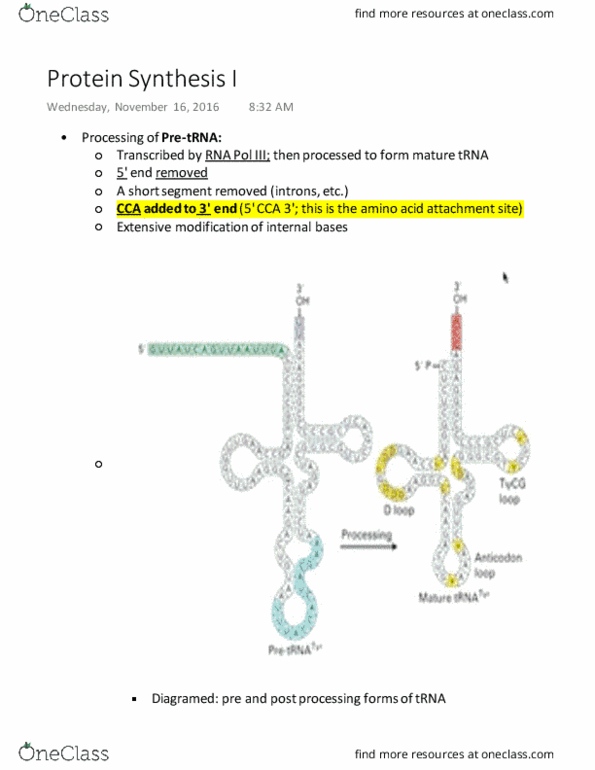 BIOL 200 Lecture Notes - Lecture 25: Aminoacyl-Trna, Transcription Preinitiation Complex, 5.8S Ribosomal Rna thumbnail