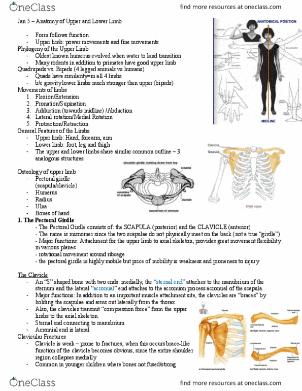 Anatomy and Cell Biology 3319 Lecture Notes - Lecture 23: Medial Pectoral Nerve, Levator Scapulae Muscle, Dorsal Scapular Nerve thumbnail