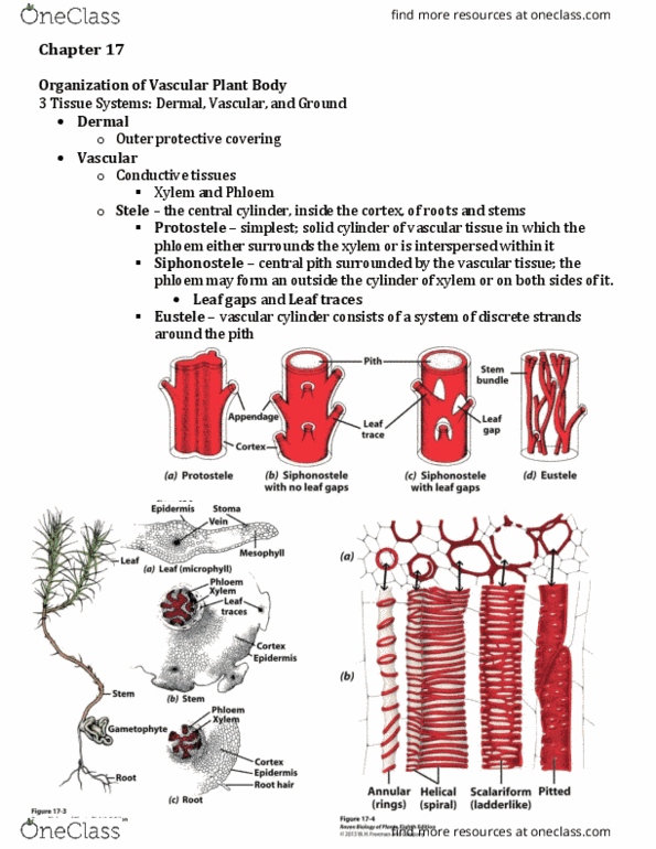 PLB 300 Lecture Notes - Lecture 24: Vascular Cambium, Cork Cambium, Rhyniopsida thumbnail