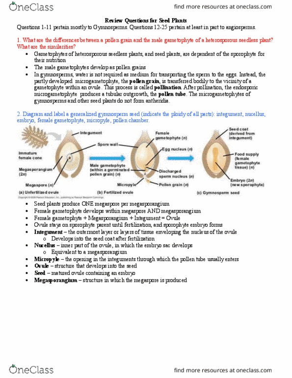 PLB 300 Lecture Notes - Lecture 27: Conifer Cone, Pollen Tube, Gametophyte thumbnail