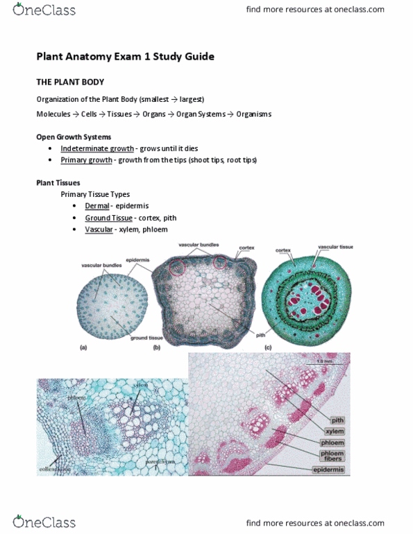 PLB 400 Lecture Notes - Lecture 11: Palisade Cell, The Plant Cell, Parenchyma thumbnail