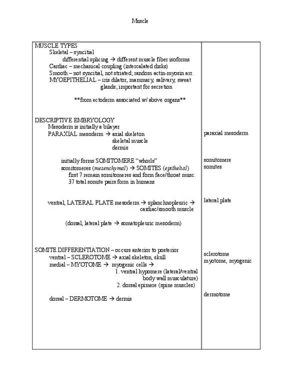 BIOL 3010 Lecture Notes - Myostatin, Myogenesis, Sonic Hedgehog thumbnail