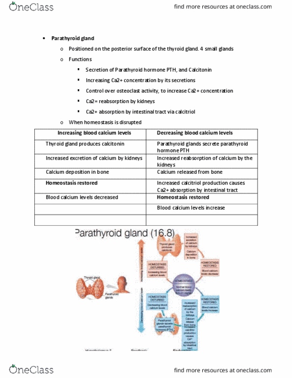 BIO210Y5 Lecture 13: Parathyroid gland--Lecture 13B thumbnail