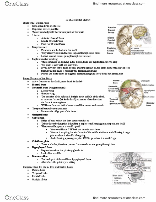 Anatomy and Cell Biology 2221 Lecture Notes - Lecture 1: Postcentral Gyrus, Foramen Magnum, Primary Motor Cortex thumbnail