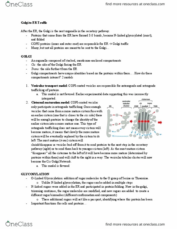 BIO 320 Lecture Notes - Lecture 5: Pinocytosis, Endosome, Phosphotransferase thumbnail