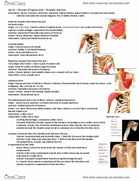 Anatomy and Cell Biology 3319 Lecture Notes - Lecture 29: Abdominal External Oblique Muscle, Spondylosis, Stretch Reflex thumbnail