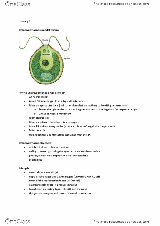 Biology 1002B Lecture Notes - Lecture 1: Insertional Mutagenesis, Mitosis, Phototaxis thumbnail