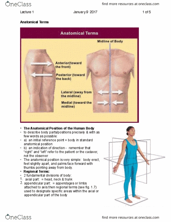 ANP 1106 Lecture Notes - Lecture 1: Standard Anatomical Position, Sagittal Plane, Coronal Plane thumbnail