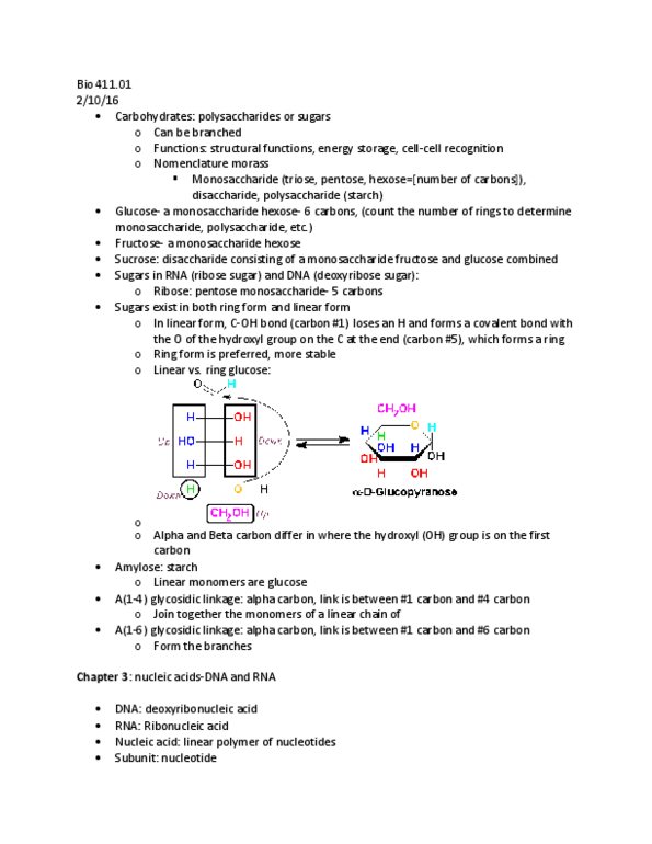 BIOL 411 Lecture Notes - Lecture 5: Pentose, Starch, Deoxyribose thumbnail