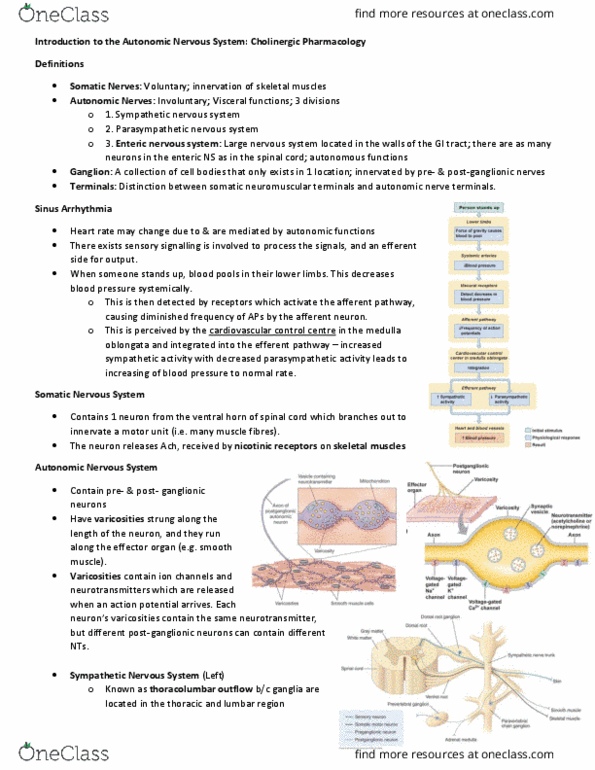 Pharmacology 3620 Lecture Notes - Lecture 24: Muscarinic Acetylcholine Receptor M3, Acetyl-Coa, Bradycardia thumbnail