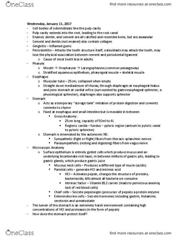 ANP 1107 Lecture Notes - Lecture 2: Mediastinum, Pernicious Anemia, Paneth Cell thumbnail