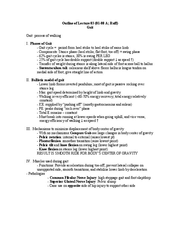 BIOL 1103 Lecture Notes - Fascia Lata, Gluteal Muscles, Quadriceps Femoris Muscle thumbnail