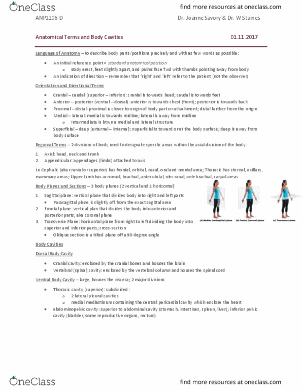 ANP 1106 Lecture Notes - Lecture 1: Standard Anatomical Position, Sagittal Plane, Cranial Cavity thumbnail