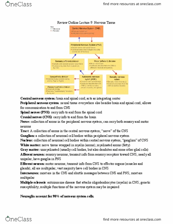 BIOL 113 Lecture Notes - Lecture 9: Peripheral Nervous System, Central Nervous System, Spinal Nerve thumbnail