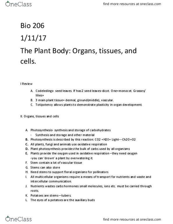 BIOL 206 Lecture Notes - Lecture 5: Cell Potency, Taproot, Lateral Root thumbnail