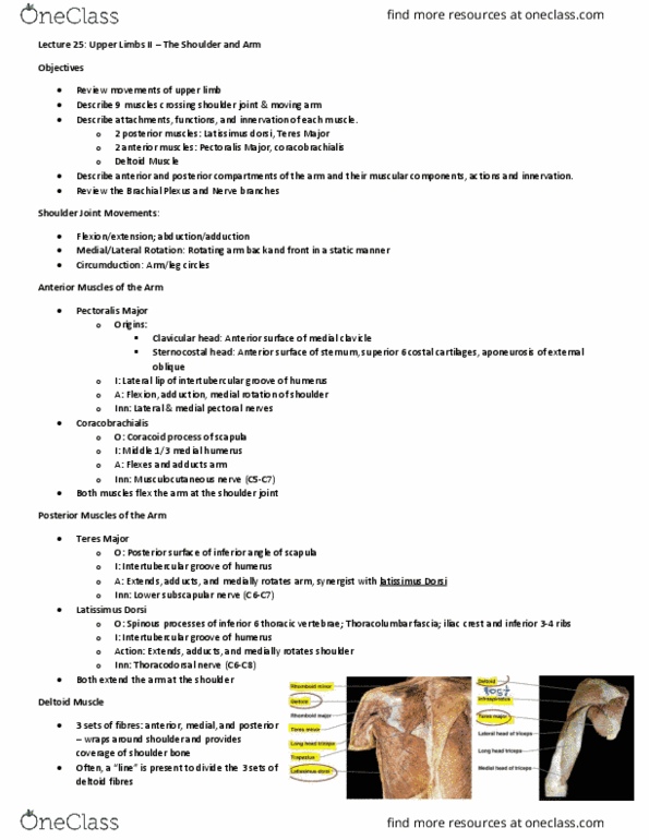 Anatomy and Cell Biology 3319 Lecture Notes - Lecture 25: Latissimus Dorsi Muscle, Bicipital Groove, Lower Subscapular Nerve thumbnail