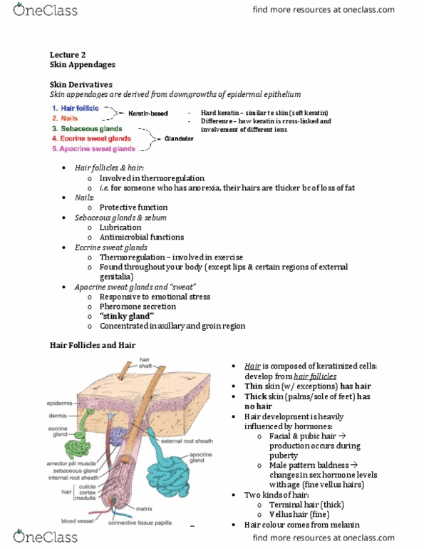 Anatomy and Cell Biology 3309 Lecture Notes - Lecture 2: Eccrine Sweat Gland, Vellus Hair, Arrector Pili Muscle thumbnail