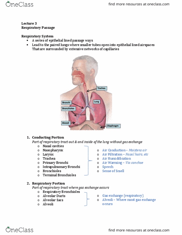 Anatomy and Cell Biology 3309 Lecture Notes - Lecture 3: Olfactory Bulb, Respiratory Epithelium, Olfactory Nerve thumbnail