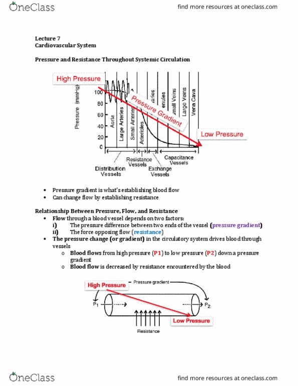 Physiology 3120 Lecture Notes - Lecture 7: Pressure Gradient, Blood Vessel, Viscosity thumbnail