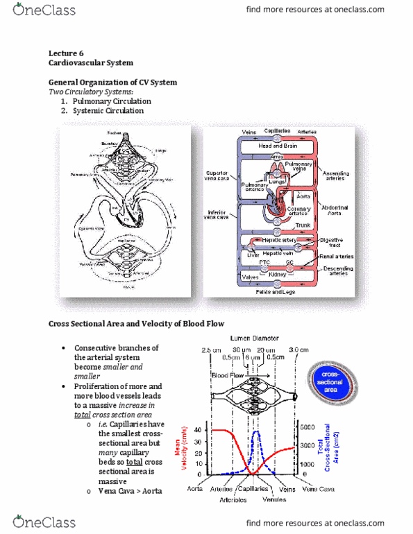 Physiology 3120 Lecture Notes - Lecture 6: Pulmonary Artery, Pulmonary Circulation, Vascular Resistance thumbnail