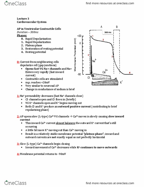 Physiology 3120 Lecture Notes - Lecture 3: Skeletal Muscle, Cardiac Muscle, Repolarization thumbnail