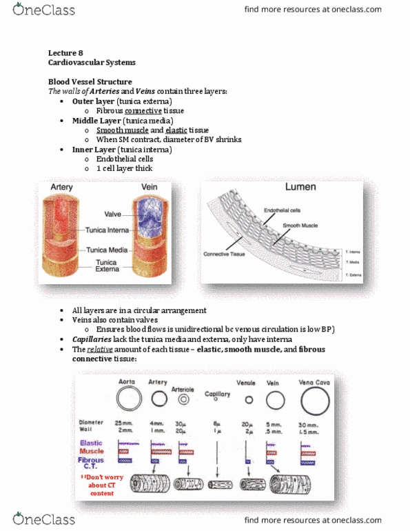 Physiology 3120 Lecture Notes - Lecture 8: Theca Interna, Tunica Externa, Vascular Resistance thumbnail