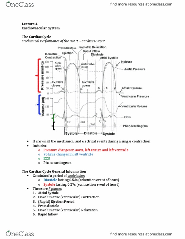 Physiology 3120 Lecture Notes - Lecture 4: Aortic Valve, Heart Valve, Cardiac Output thumbnail
