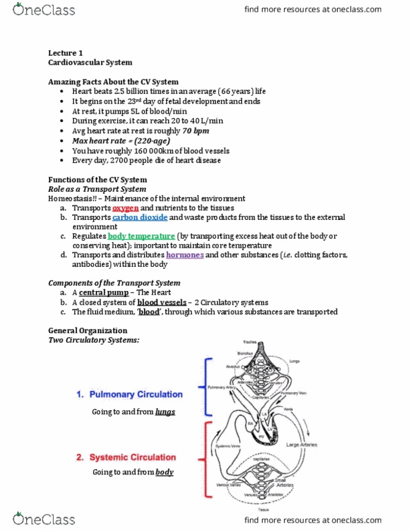 Physiology 3120 Lecture Notes - Lecture 1: Inferior Vena Cava, Heart Valve, Papillary Muscle thumbnail