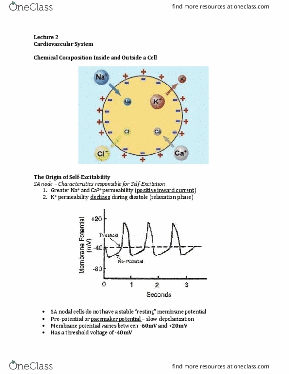 Physiology 3120 Lecture Notes - Lecture 2: Pacemaker Potential, Purkinje Fibers, Atrioventricular Node thumbnail