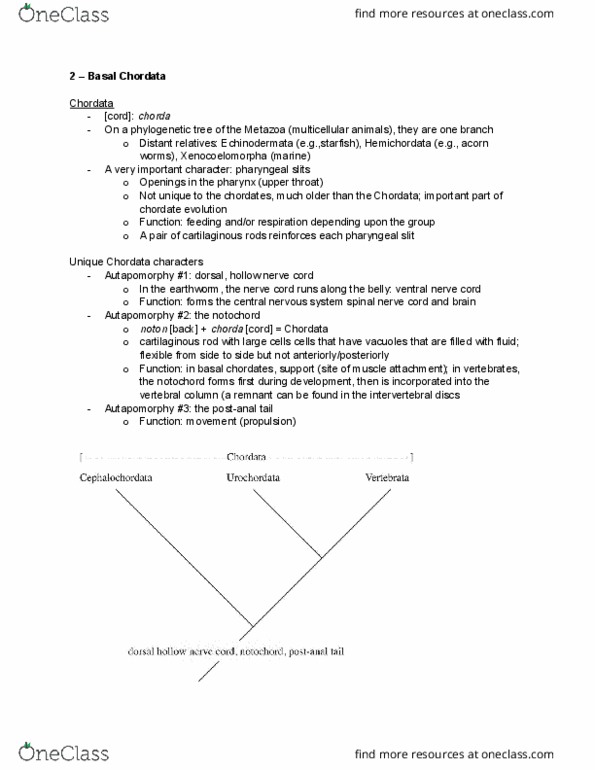 EEB267H1 Lecture Notes - Lecture 2: Pharyngeal Slit, Ventral Nerve Cord, Chordate thumbnail