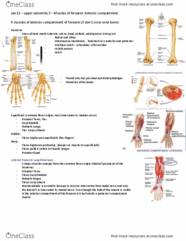 Anatomy and Cell Biology 3319 Lecture Notes - Lecture 18: Flexor Digitorum Profundus Muscle, Palmaris Longus Muscle, Anterior Interosseous Nerve thumbnail