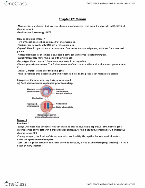 BLG 143 Lecture Notes - Lecture 9: Sister Chromatids, Spindle Apparatus, Nuclear Membrane thumbnail