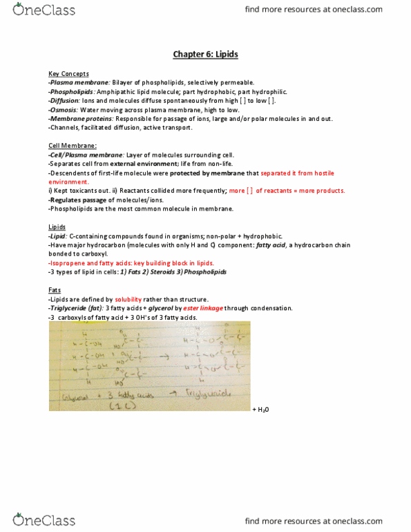 BLG 143 Lecture Notes - Lecture 12: Facilitated Diffusion, Phospholipid, Amphiphile thumbnail