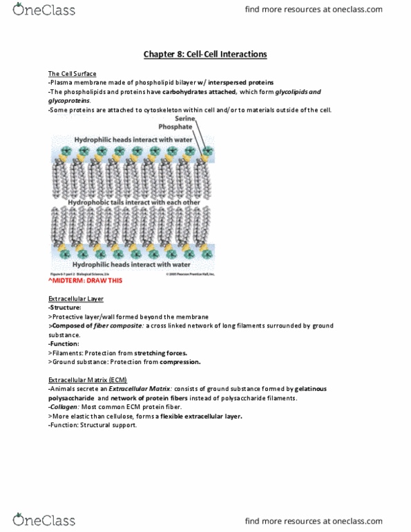 BLG 143 Lecture Notes - Lecture 7: Cell Adhesion, Lipid Bilayer, Intermediate Filament thumbnail