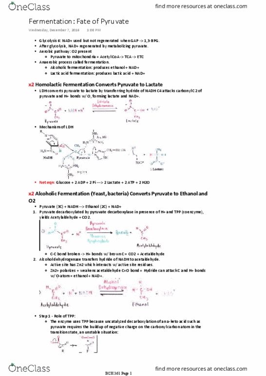 BCH 361 Lecture Notes - Lecture 3: Ethanol Fermentation, Alcohol Dehydrogenase, Acetaldehyde thumbnail