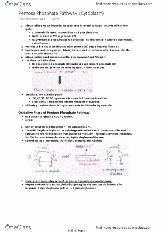 BCH 361 Lecture Notes - Lecture 6: Pentose, Cytoplasm, Ribose thumbnail
