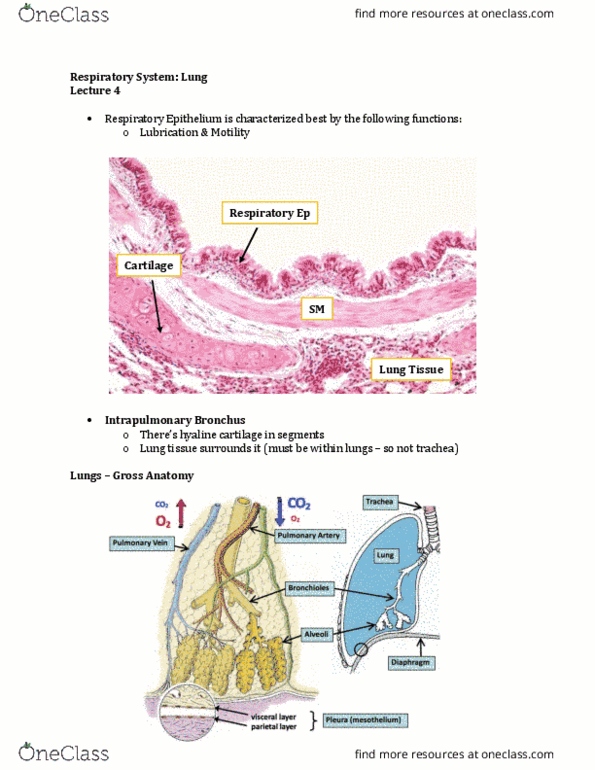 Anatomy and Cell Biology 3309 Lecture Notes - Lecture 4: Respiratory Epithelium, Hyaline Cartilage, Lamina Propria thumbnail