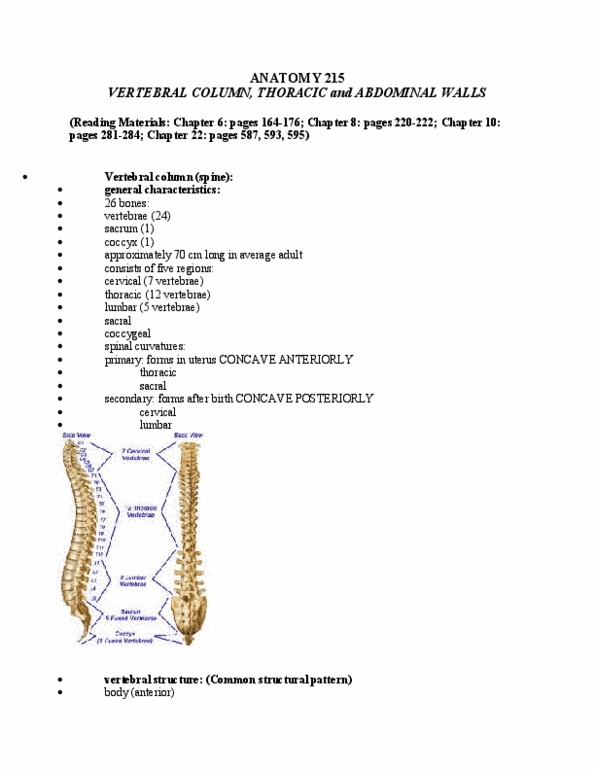 ANAT 215 Lecture Notes - Lecture 13: Intervertebral Foramina, Aorta, Synovial Joint thumbnail