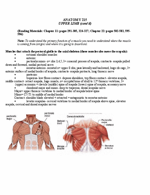 ANAT 215 Lecture Notes - Lecture 15: Lesser Tubercle, Accessory Nerve, Brachialis Muscle thumbnail