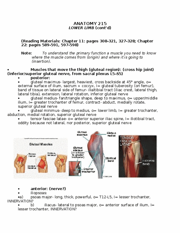 ANAT 215 Lecture Notes - Lecture 18: Greater Trochanter, Toe, Vastus Medialis thumbnail