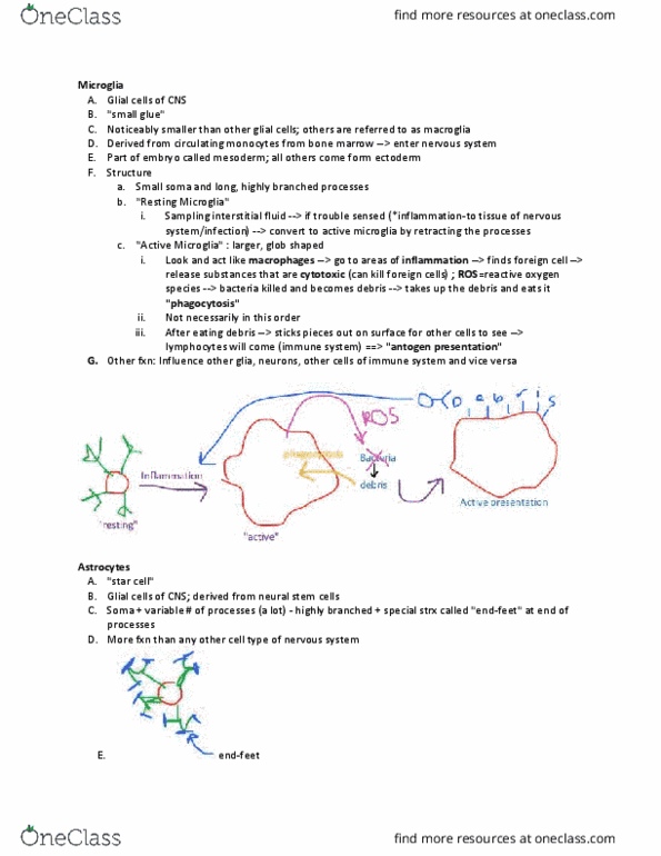 NBB 301 Lecture Notes - Lecture 2: Glial Scar, Extracellular Fluid, Microglia thumbnail