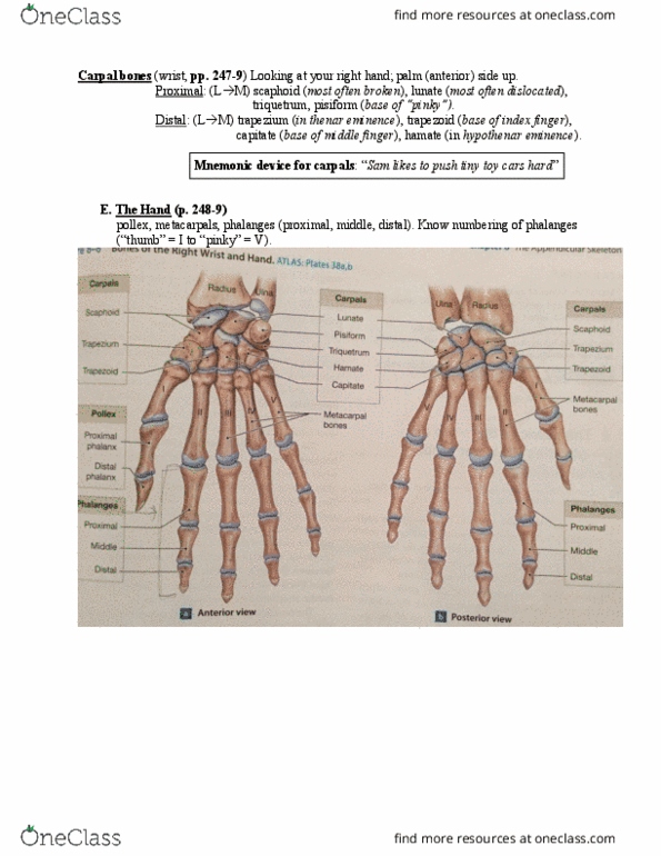 BIOLOGY 361 Lecture Notes - Lecture 6: Greater Sciatic Notch, Hypothenar Eminence, Ischial Tuberosity thumbnail