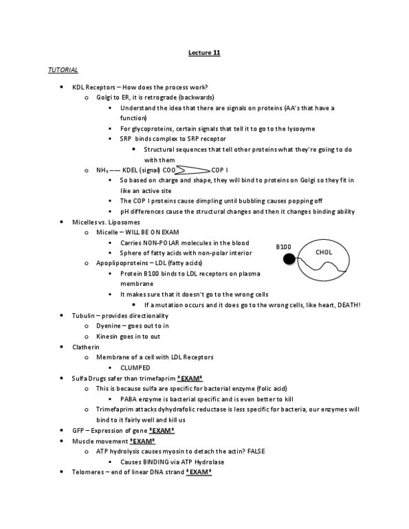 BIOL 1000 Lecture Notes - Lecture 11: Centrosome, Dna Replication, Chief Operating Officer thumbnail