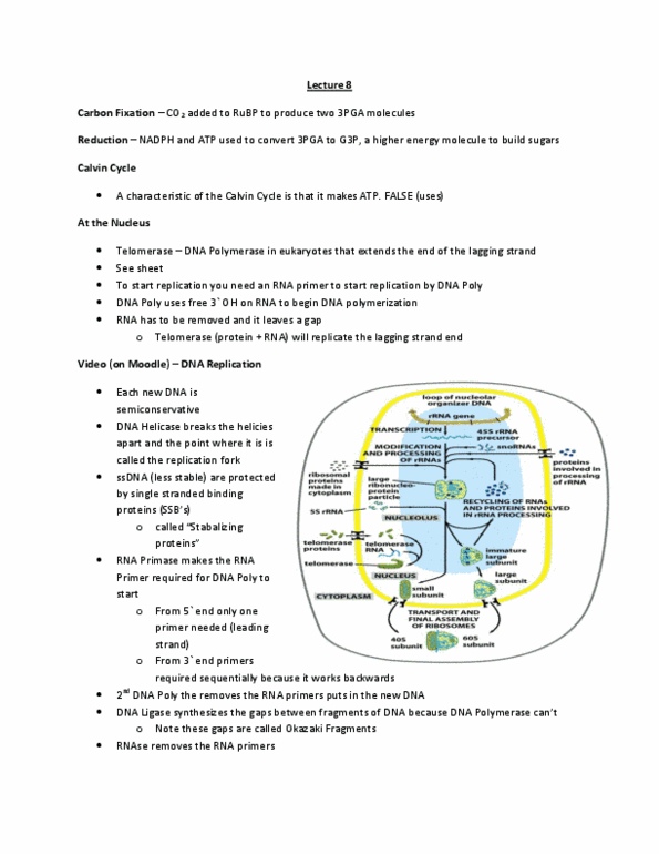 BIOL 1000 Lecture Notes - Lecture 8: Antibiotics, Gram Staining, Okazaki Fragments thumbnail
