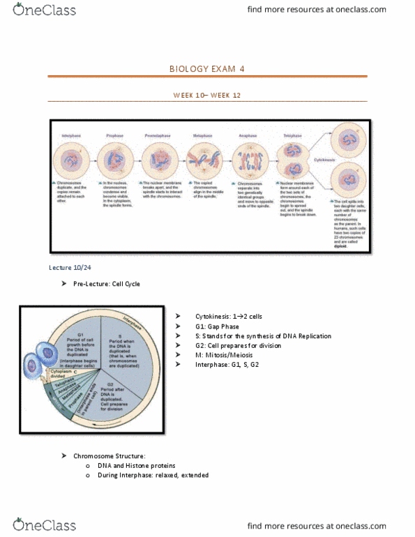 BIOL 1201 Lecture Notes - Lecture 6: Dna Replication, Interphase, Cytokinesis thumbnail