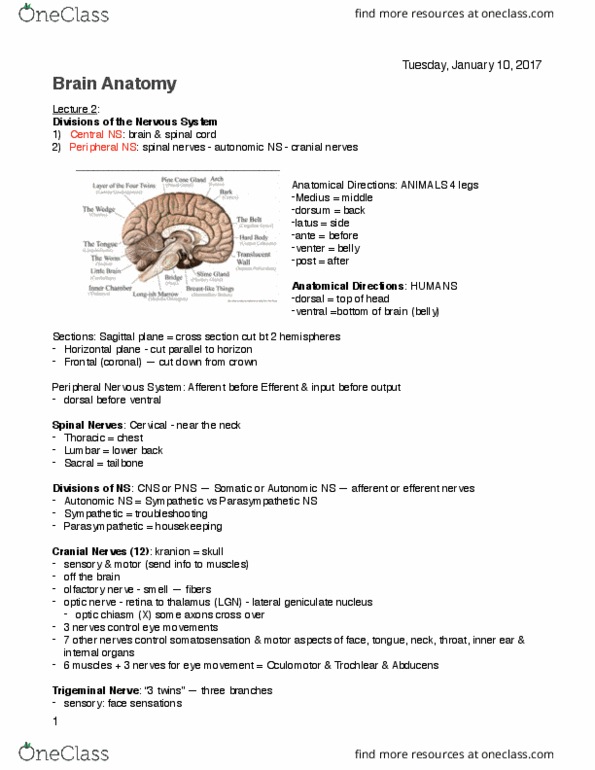 Psychology 2220A/B Lecture Notes - Lecture 2: Anterior Cerebral Artery, Posterior Cerebral Artery, Middle Cerebral Artery thumbnail