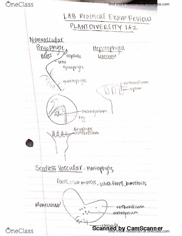 BIOL 112 Lecture 2: Plant Notes thumbnail