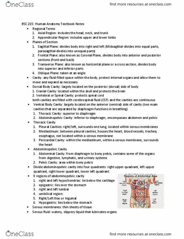 BSC 215 Chapter Notes - Chapter page 8-23: Abdominopelvic Cavity, Pleural Cavity, Serous Membrane thumbnail